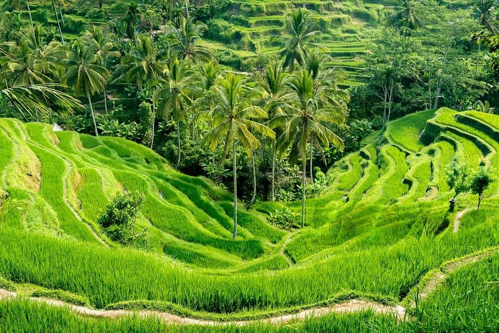 tegalalang rice terrace ubud dalam itinerary bali 3 hari 2 malam keluarga