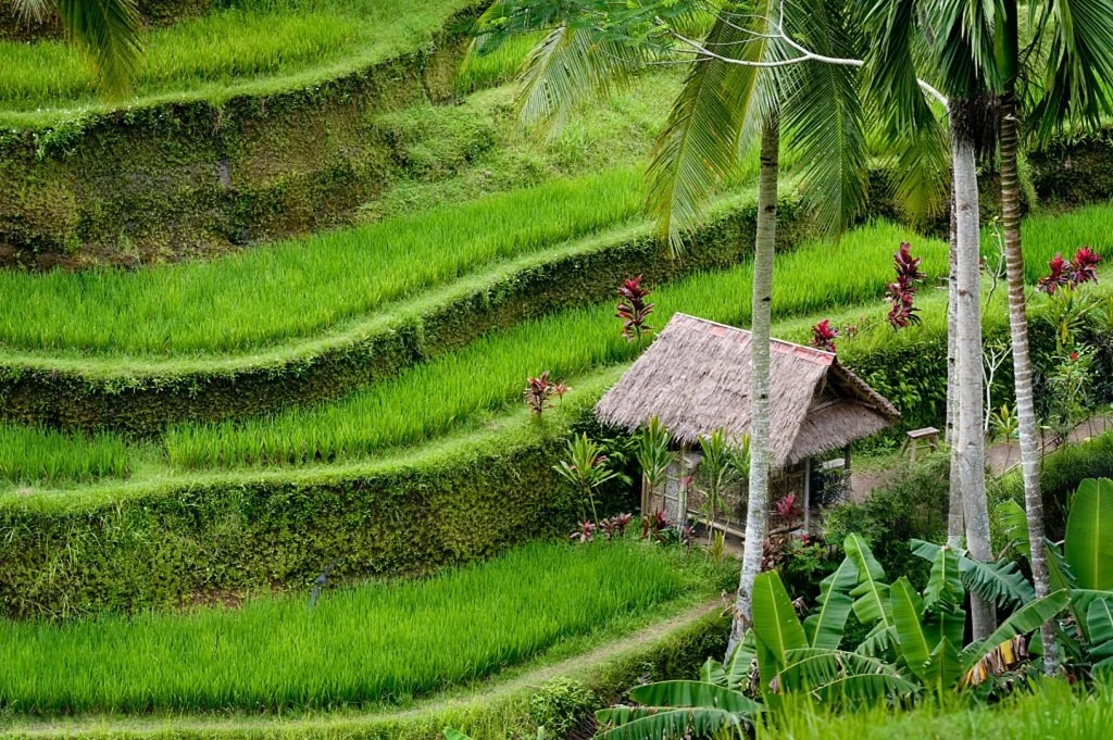 ubud bali paket tour bali 2026