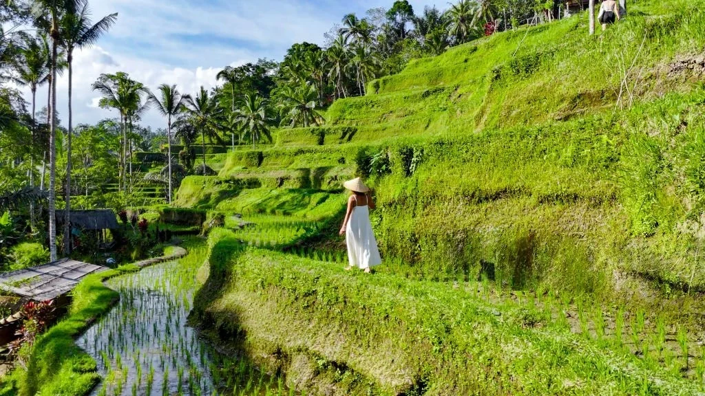 Jalur jalan santai di Tegallalang Rice Terrace dengan pemandangan sawah terasering yang instagramable