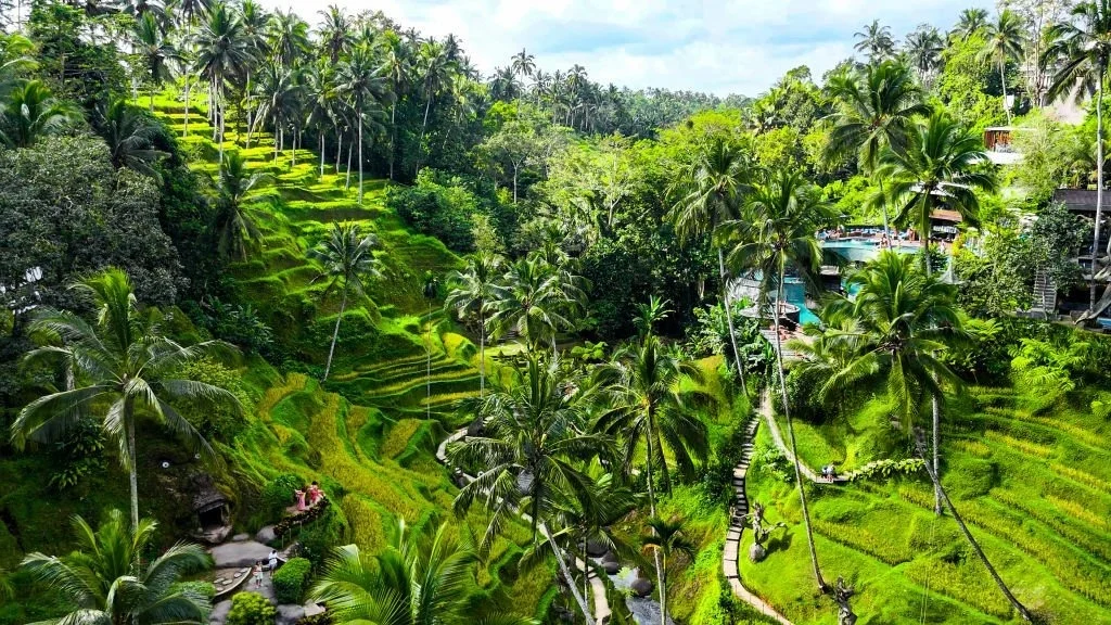 Panorama Chill Tegallalang Rice Terrace dengan hamparan sawah terasering Bali yang hijau dan menenangkan
