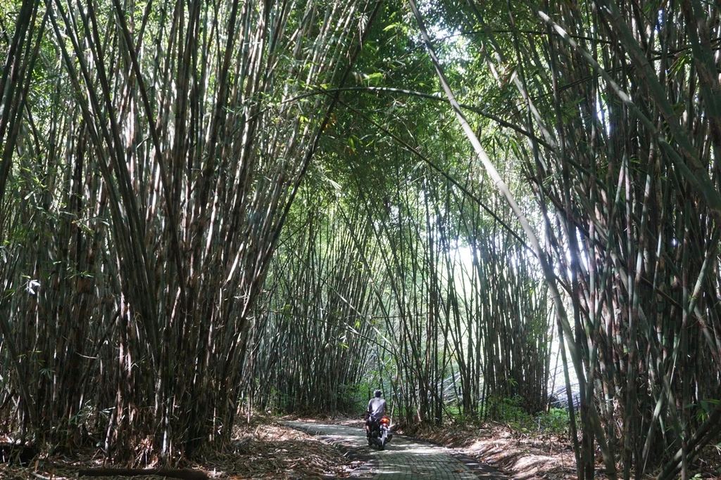 Hutan Bambu Panglipuran sebagai spot wisata alam dan budaya di Bali